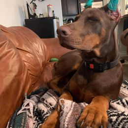 Doberman Pinscher and French Bulldog Puppies from Upper Echelon Kennel