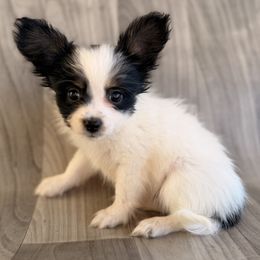 Girl 1 - White black and tan female Papillon puppy in Joshua, Texas from Summertime Kennels