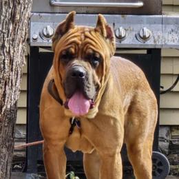 Stoagie - Cane Corso