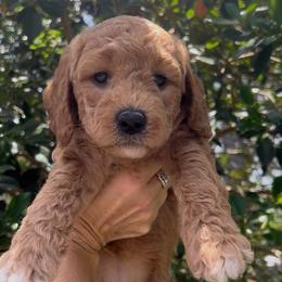 Amy - Apricot female Goldendoodle puppy in Cocoa, Florida from The Coastal Homestead