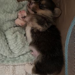 Pembroke Welsh Corgi Puppies from C2Corgis