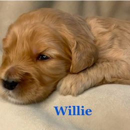 Willie - Cavapoo puppy from Catella Cavaliers and Cavapoos