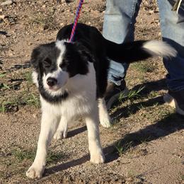 Border Collie puppies from La Luz Kennel