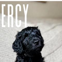 Golden Mountain Doodles from Carolina Golden Mountain Doodles