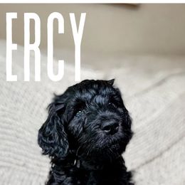 Golden Mountain Doodles from Carolina Golden Mountain Doodles