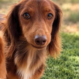 Rolo - Sable male Dachshund puppy in Duncan, Arizona from Bootheel Doxies & Poms