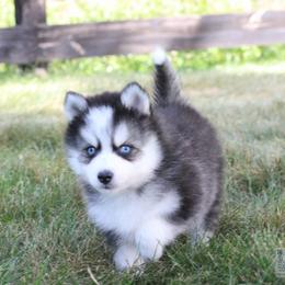 Maple - Black and white male Pomsky puppy in Bremen, Indiana from AMS Pomeranians and Pomskies in Indiana