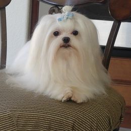 Scotty - Maltese
