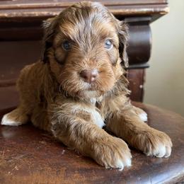 Bingo - Tri-color female Bernedoodle puppy in Superior, Arizona from Mountain Bridge Doodles