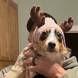 Miniature Australian Shepherd and Toy Australian Shepherd All Grown Up from Elk Creek Aussies