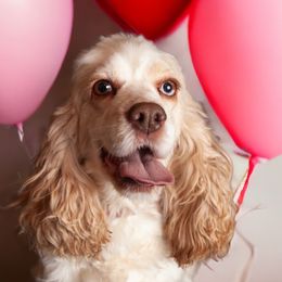 Bernedoodles, Cockapoos, Cocker Spaniels, Goldendoodles, and Poodles from Doods & Dolls