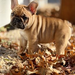 Cyprus - Fawn and white male French Bulldog puppy in Harrison, New York from Orchard Kennels