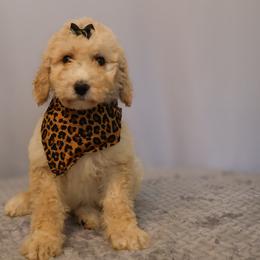 Rosie - Apricot female Goldendoodle puppy in Apopka, Florida from Rae Precious Puppies