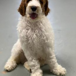 Australian Labradoodle and Double Doodle Puppies from Love Me Pooch