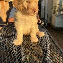 Goldendoodle Puppies from Smiths Doodles