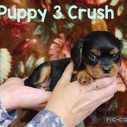 Puppy 3 Crush - Black and tan male Cavalier King Charles Spaniel puppy in Racine County, Wisconsin from Hough's Danes and Cavaliers