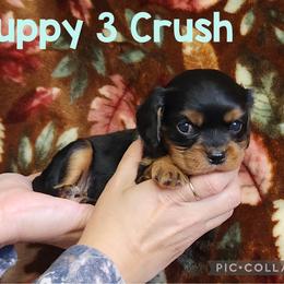 Puppy 3 Crush - Black and tan male Cavalier King Charles Spaniel puppy in Racine County, Wisconsin from Hough's Danes and Cavaliers