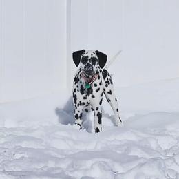 Dalmatian Puppies from RockADal Farm