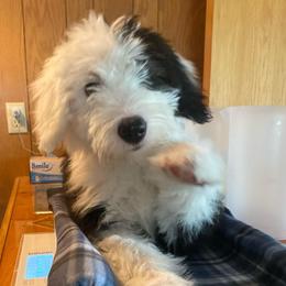 EMILY - Black and white female Old English Sheepdog puppy in Charlo, Montana from Heavenly Hilltop Farm