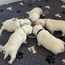 West Highland White Terrier puppies from Roberts’ Westie Bleus