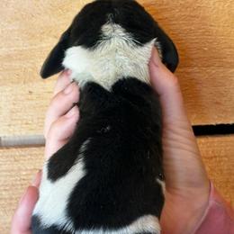 Male 2 - Black brown and white male Basset Hound puppy in Lindley, New York from Hill Top Basset Hounds & Cane Corso