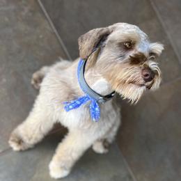 Levy - Miniature Schnauzer