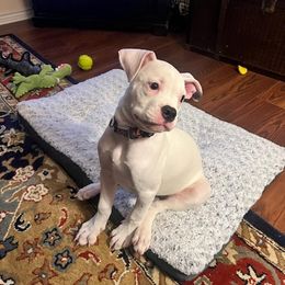 American Bulldog Puppies from Slayton's American Bulldogs