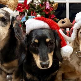 Dachshunds from Dickeys Doxies