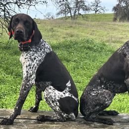 German Shorthaired Pointers from Valley Pointers