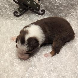 Australian Shepherd Puppies from Firelight Australian Shepherds