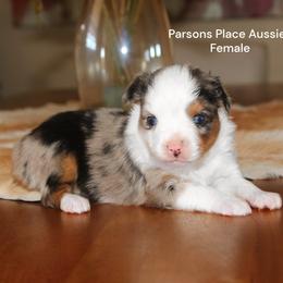 Little girl - Blue merle female Toy Australian Shepherd puppy in Chandler, Oklahoma from Parsons Place Aussies