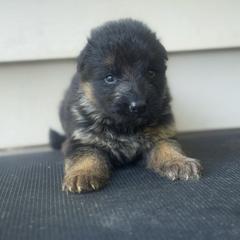 Male 4 - Black and red male German Shepherd puppy in Salem, South Carolina from Von Maqqedah Haus German Shepherds