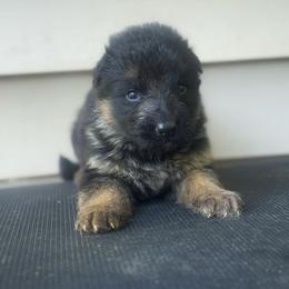 Male 4 - Black and red male German Shepherd puppy in Salem, South Carolina from Von Maqqedah Haus German Shepherds