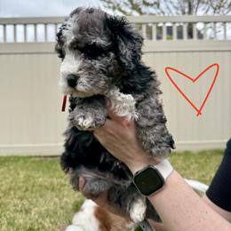 Bernedoodle, Cavalier King Charles Spaniel, and Poodle Puppies from Ellas.Pups (Bernedoodles & Cavapoos)
