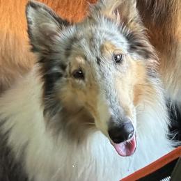 Rylee - Collie