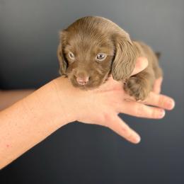 Fenrir - Chocolate male Dachshund puppy in Huffman, Texas from Alex's Dachshunds