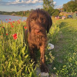 Girl 4 - Pudelpointer puppy from Saddle Creek Kennels