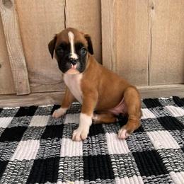 Boxer Puppies from Sergeant's Boxers