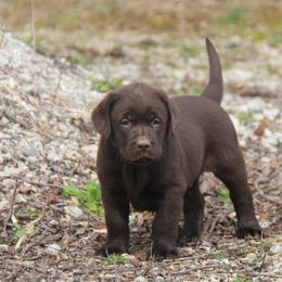 Labrador Retriever Puppies from Ivy Leash Labradors