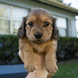 Dijon - Cream female Dachshund puppy in Perry, Florida from EntityDachs
