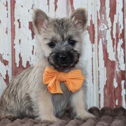 Caspian - Cream brindle male Cairn Terrier puppy in Goshen, Indiana from Linda’s Lovable Pups