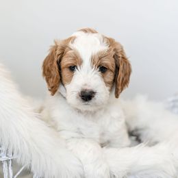 Goldendoodle Puppies from Woodstock Doodles, LLC