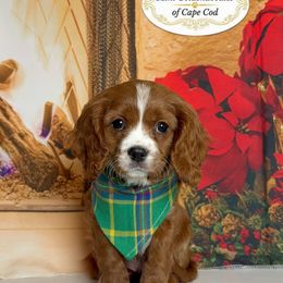 Canyon - Red male Cavapoo puppy in Pocasset, Massachusetts from Mini Goldendoodles of Cape Cod