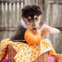 Marina - Black white and tan female Collie puppy in Manhattan, Kansas from Covenant Collies