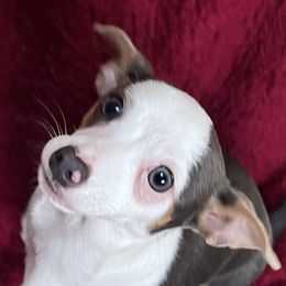 Bailey - Chihuahua puppy from Chihuahua Mama