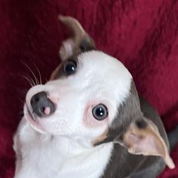 Bailey - Chihuahua puppy from Chihuahua Mama