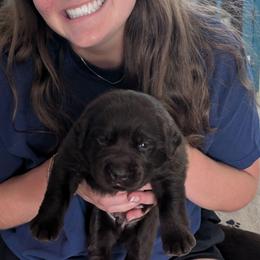 Sullivan (Sully) - Chocolate male Labrador Retriever puppy in Surprise, Arizona from Wizedogs Labradors