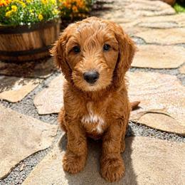Prince Theodore du Bordeaux (Teddy) - Red  male Goldendoodle puppy in Bountiful, Utah from PJs Puppy Love