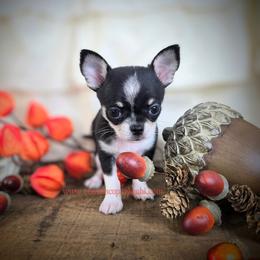 TINY Wave - Black and tan male Chihuahua puppy in Piqua, Kansas from Cute As A Cupcake Chihuahuas