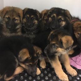 German Shepherd Puppies from Valley Shepherds LLC